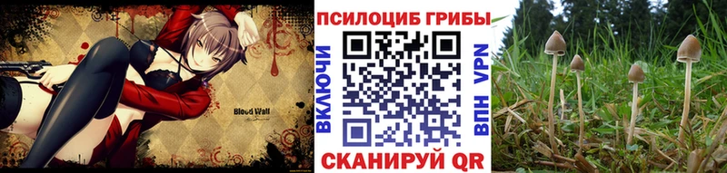 Купить где  Арск  Псилоцибиновые грибы Psilocybine cubensis 